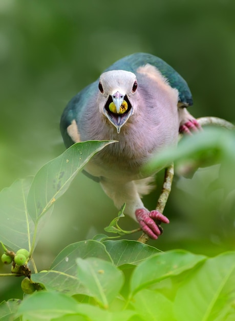 Piccione imperiale verde affamato che si nutre di frutti di banyan becchi aperti frutti nella bocca dell'uccello