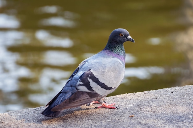 Piccione in piedi sul cemento vicino al fiume