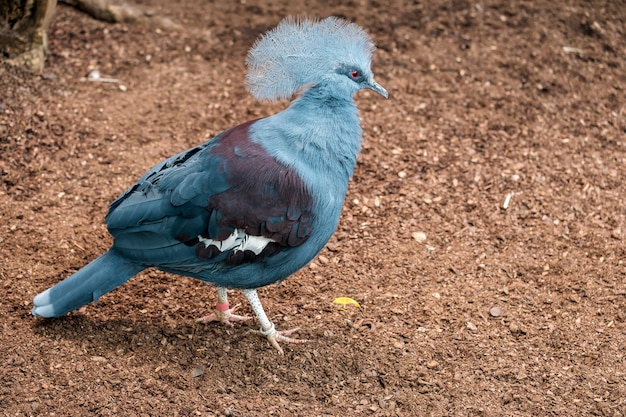 Piccione incoronato del sud (Goura scheepmakeri slateri)