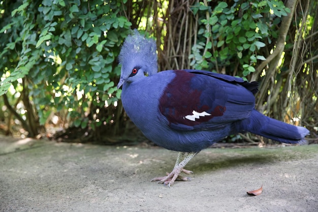 Piccione incoronato gur victoria Uccello blu