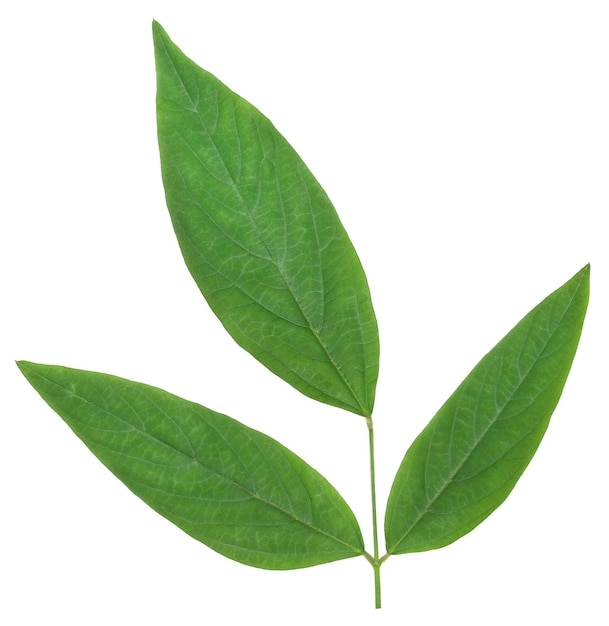 Piccione medicinale foglie di pisello su sfondo bianco