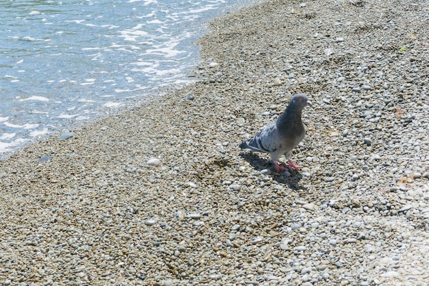 Piccione su una spiaggia di ciottoli