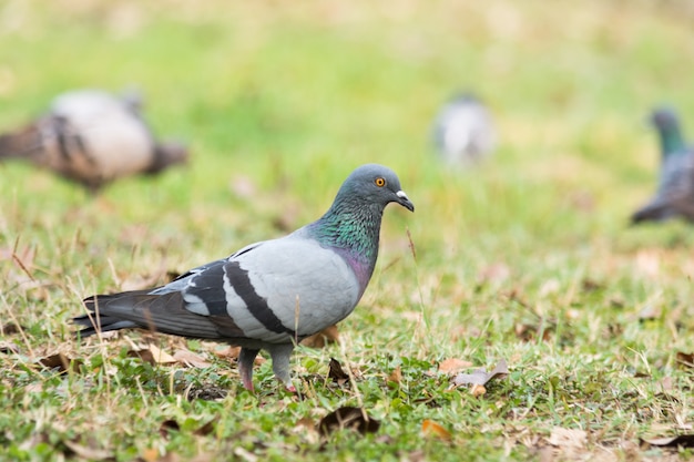 Piccione sull&#39;erba nel parco, colomba di roccia, ritratto di un piccione