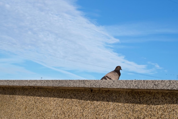 Piccione urbano grigio bluastro che guarda curiosamente dietro il bordo del parapetto del terrapieno in marmo grigio maculato