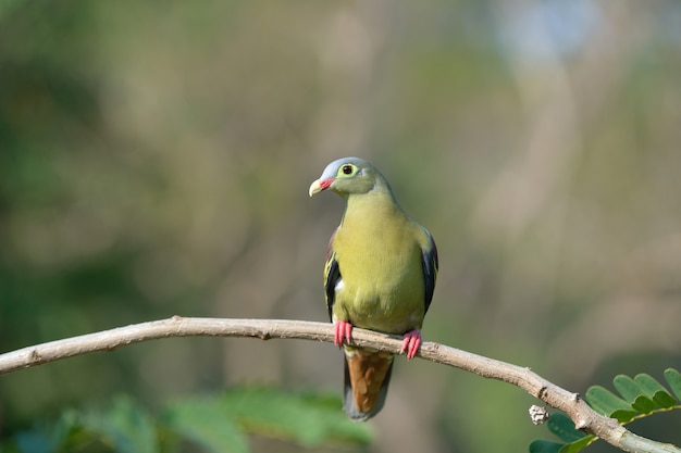 Piccione verde dal becco grosso