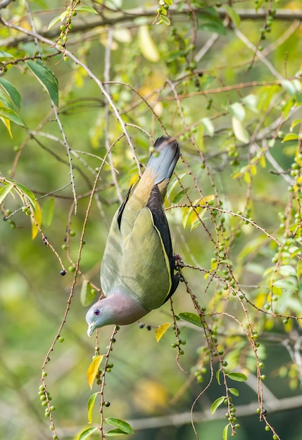 Piccione verde dal collo rosa