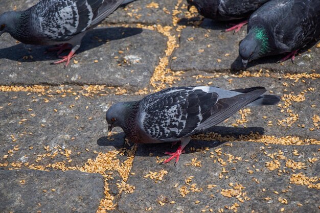 Piccioni affamati che si nutrono in piazza