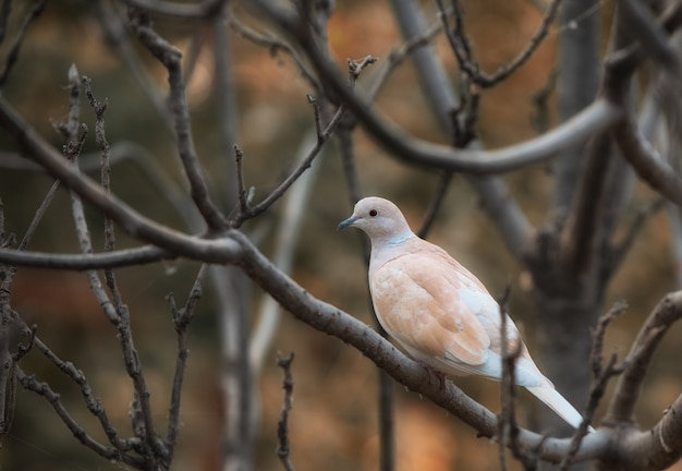 piccioni bianchi colomba seduto su un ramo di un albero con sfondo sfocato