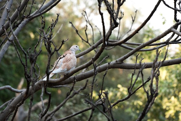 piccioni bianchi colomba seduto su un ramo di un albero con sfondo sfocato