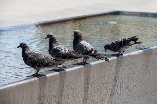 Piccioni che bevono acqua dalla fontana del parco cittadino