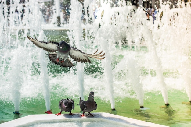 Piccioni che bevono acqua dalla fontana di marmo nel parco cittadino