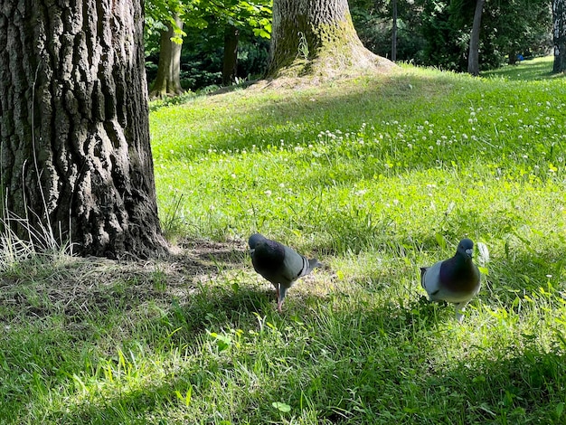 Piccioni che camminano nel parco verde