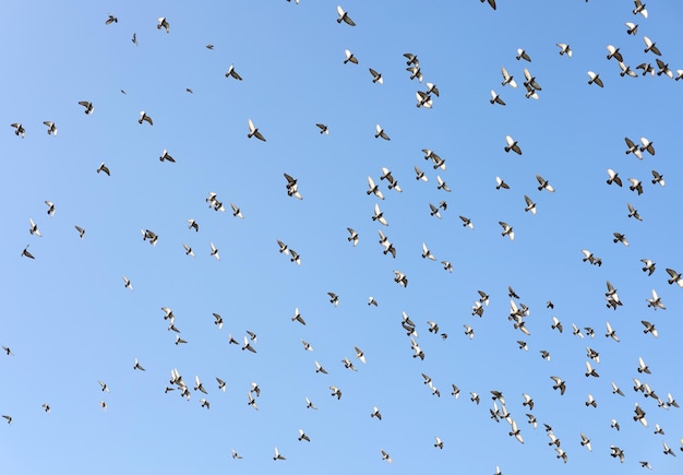 Piccioni che volano liberi nel cielo