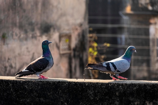 Piccioni colorati domestici appollaiati sul muro