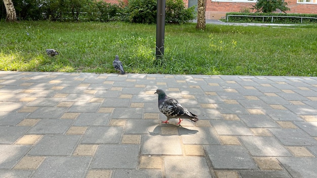 Piccioni e piccioni appartengono alla famiglia Columbidae e nell'ordine Columbiformes