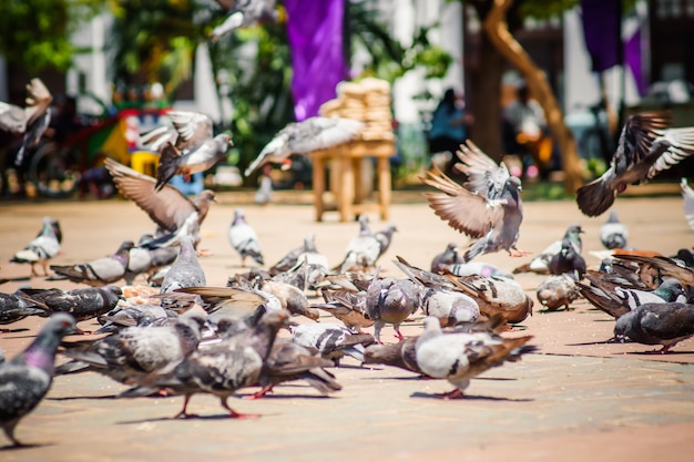 Piccioni intorno alla piazza colorata