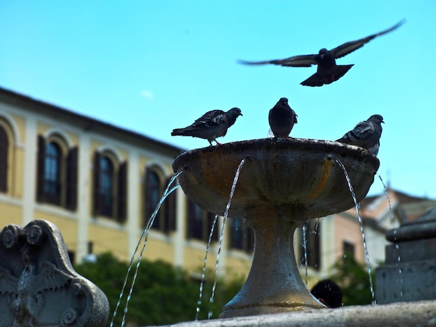 Piccioni nella fontana