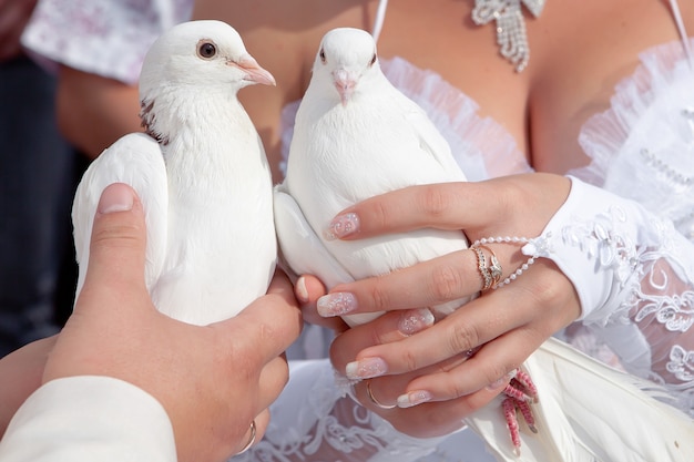 Piccioni nuziali nelle mani dello sposo e della sposa