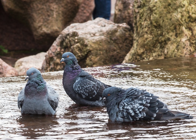 Piccioni seduti in acqua