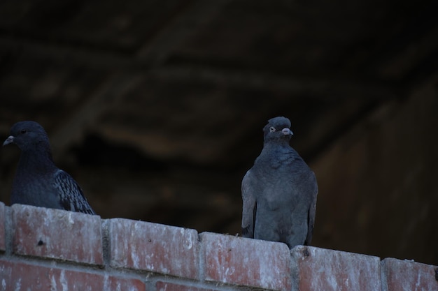 Piccioni seduti nella finestra di una casa abbandonata incompiuta