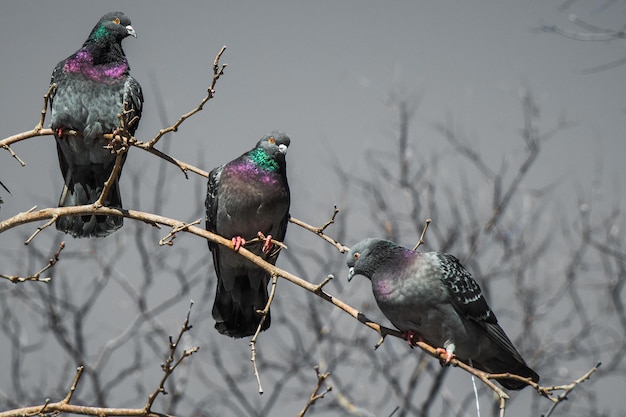 Piccioni seduti sul ramo di un albero