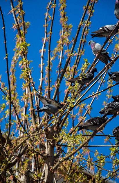 Piccioni seduti sul ramo di un albero