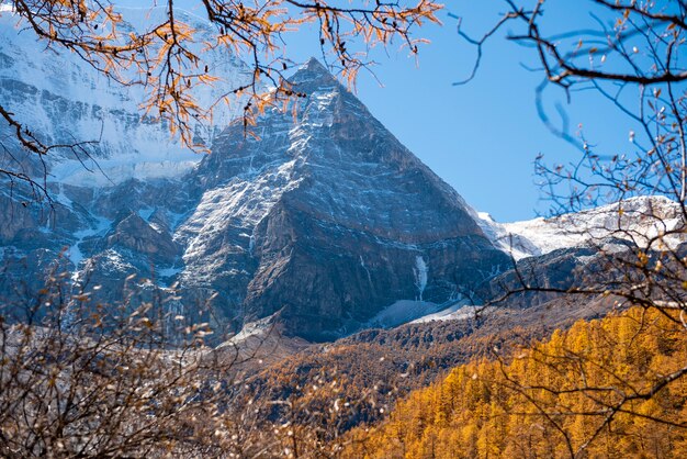 Picco della neve di bella vista con le foglie di autunno nella riserva naturale yading, Sichuan, Cina.