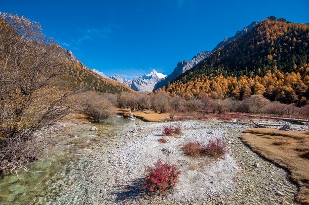 Picco della neve di bella vista con le foglie di autunno nella riserva naturale yading, Sichuan, Cina.