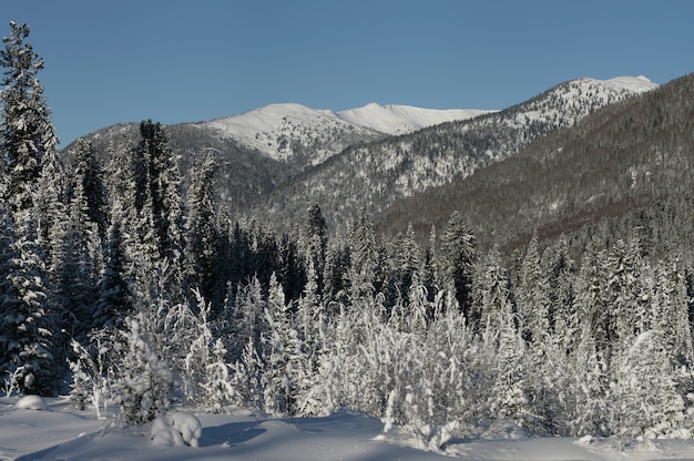 Picco innevato e taiga della montagna