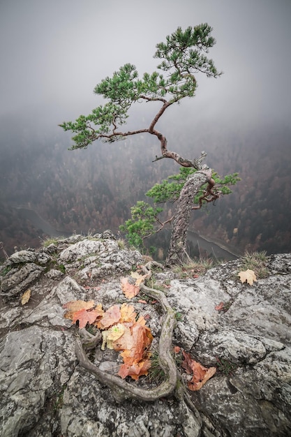 Picco nebbioso di Sokolica nelle montagne di Pieniny Fauna selvatica in autunno