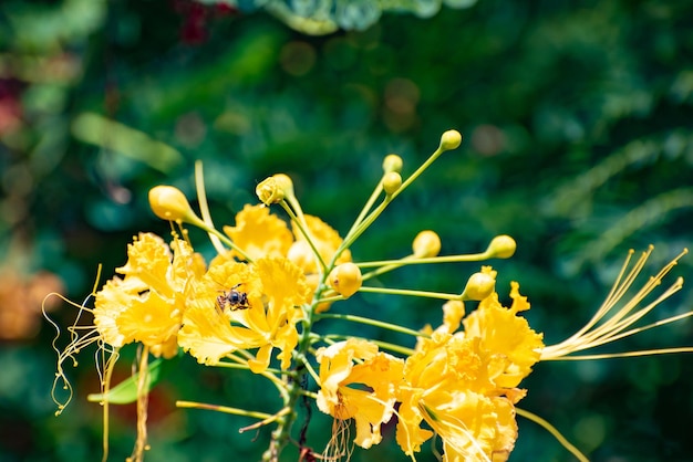 Piccola ape che impollina un bel fiore nel fuoco selettivo della luce naturale del brasile