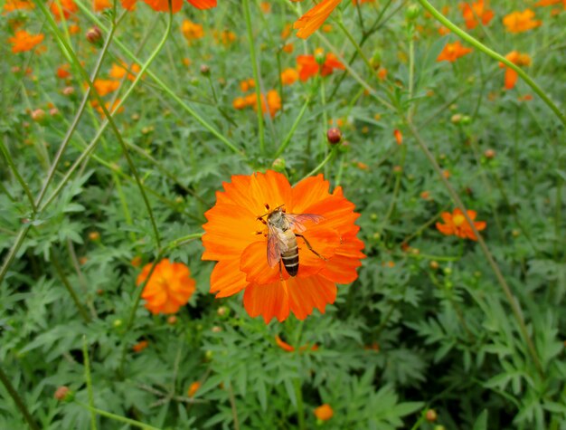 Piccola ape che raccoglie nettare su un fiore in fiore di colore arancione vivace