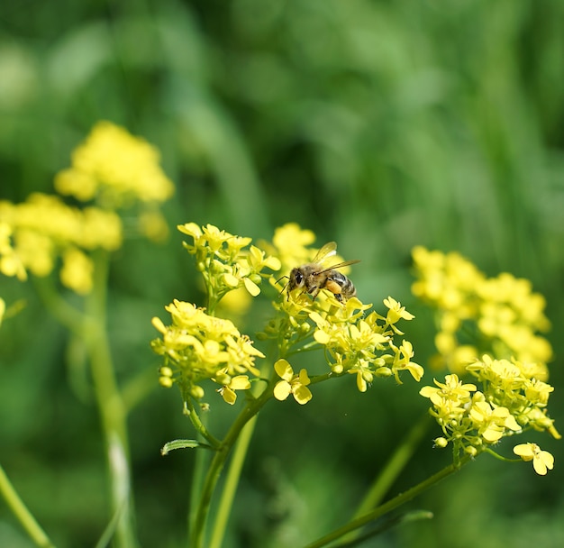 Piccola ape per raccogliere il polline su un fiore giallo