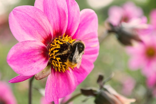 Piccola ape sul grande fiore rosa primo piano come sfondo