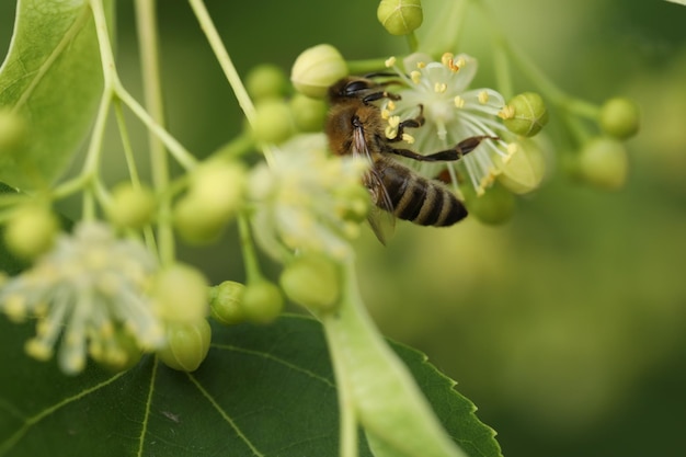 piccola bella ape sul fiore di tiglio nel giardino