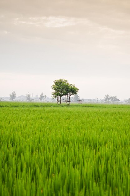 Piccola capanna con tetto di foglie verdi al centro del campo di riso Bellezza paesaggio in natura Indonesia