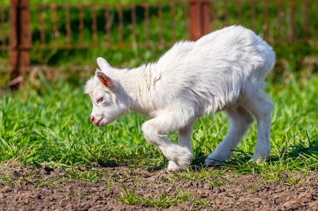 Piccola capra bianca su un pascolo tra l'erba verde