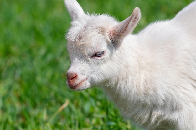 Piccola capra bianca su uno sfondo di erba verde da vicino