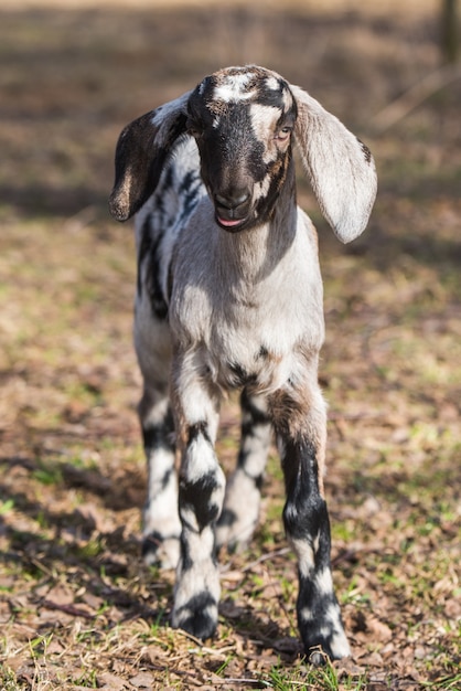 Piccola capra boera sudafricana o ritratto di doeling goatling sulla natura all'aperto