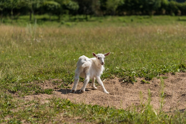 Piccola capra carina che gioca nella natura in estate