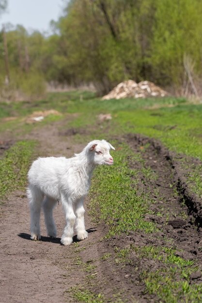 Piccola capra in un campo di granox9