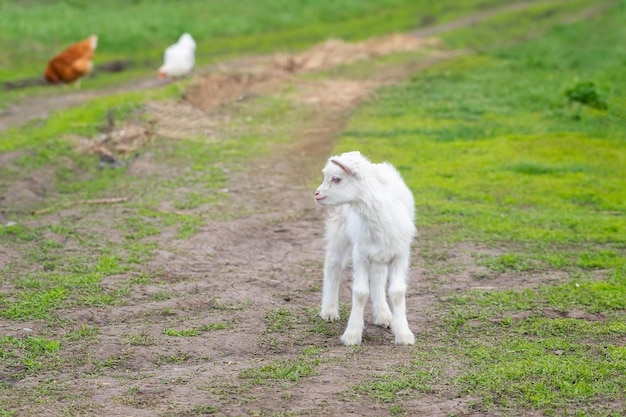 Piccola capra in un campo di granox9