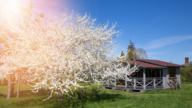 Piccola casa di legno grigia con un ciliegio in fiore e un'erba verde