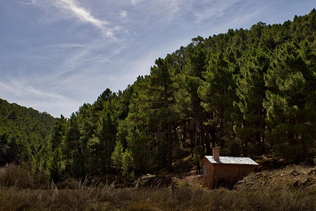 Piccola casa in una pineta