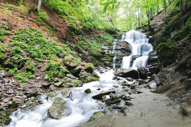 Piccola cascata del fiume di montagna tra gli alberi