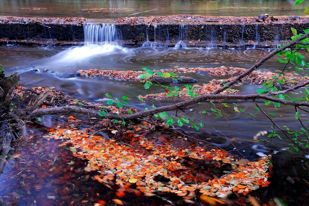 Piccola cascata e foglie autunnali cadute in un fiume