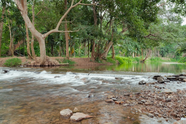 Piccola cascata nella corrente del fiume nella foresta di alberi verdi freschi, paesaggio tranquillo della natura