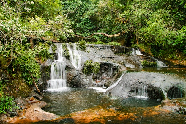 Piccola cascata nella foresta