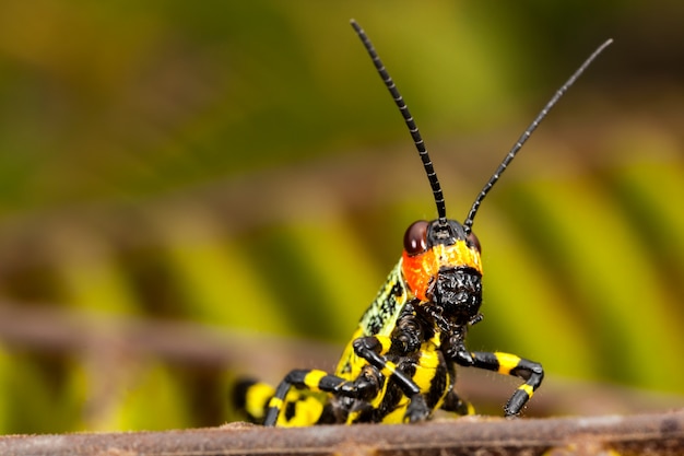 Piccola cavalletta colorata