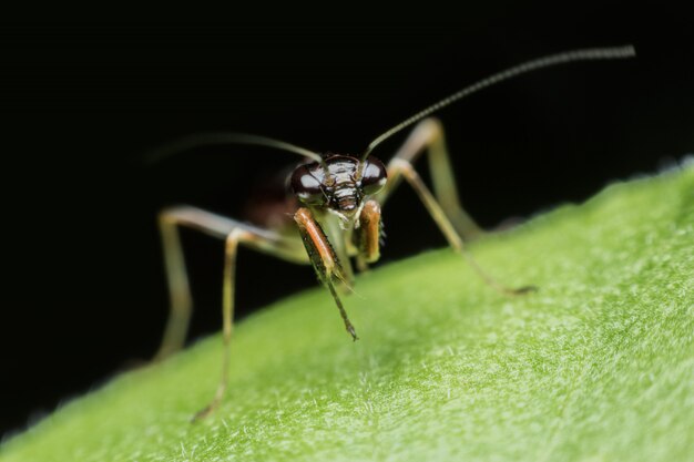 Piccola cavalletta nera su foglia verde